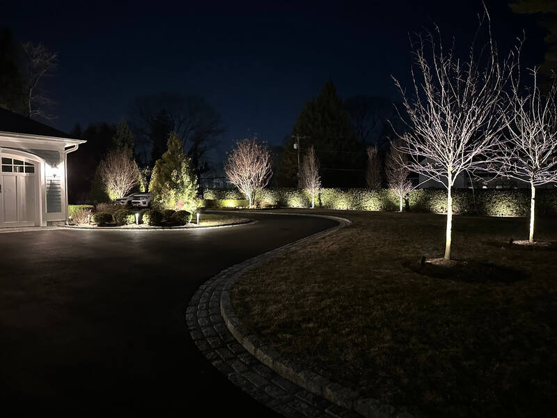 Uplit ornamental trees with washed hedge backdrop